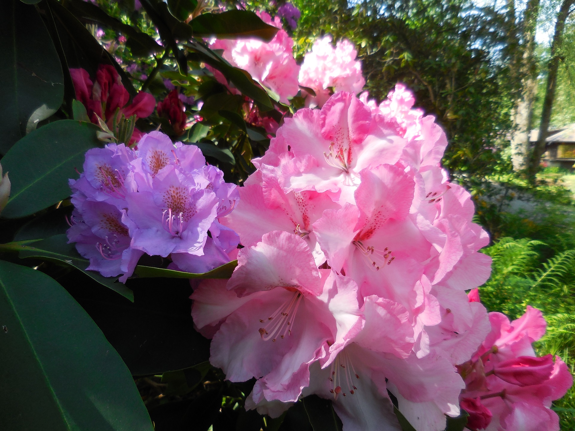 Sehr Grossblumige Rhododendron 'Lem's Monarch' (Als Vergleich die Blüte einer 'normalen' Rhododendron Catawbiense)